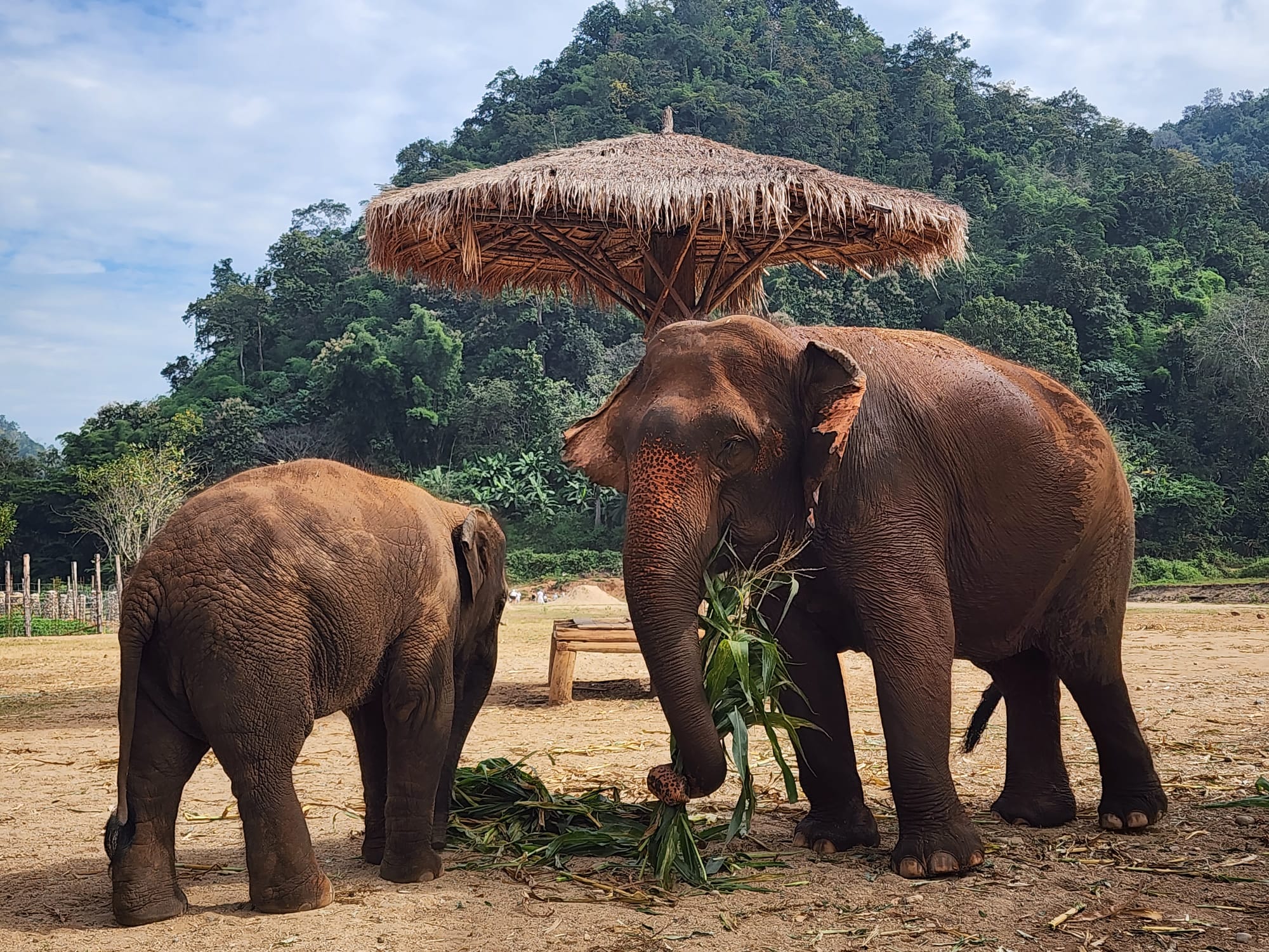 Yoga retreat in Thailand with elephant sanctuary visit.