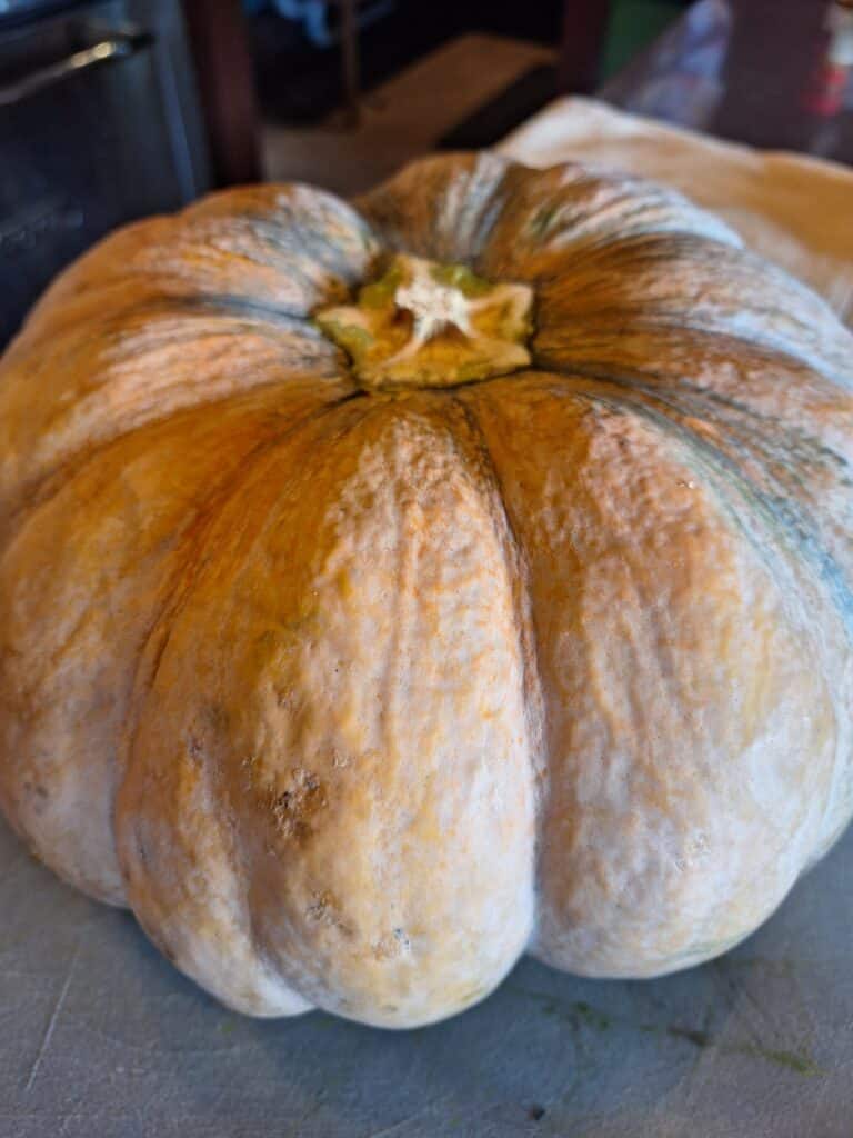 ayote costa rican pumpkin