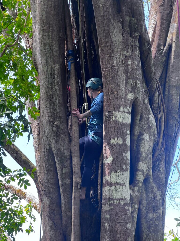 climbing trees in costa rica