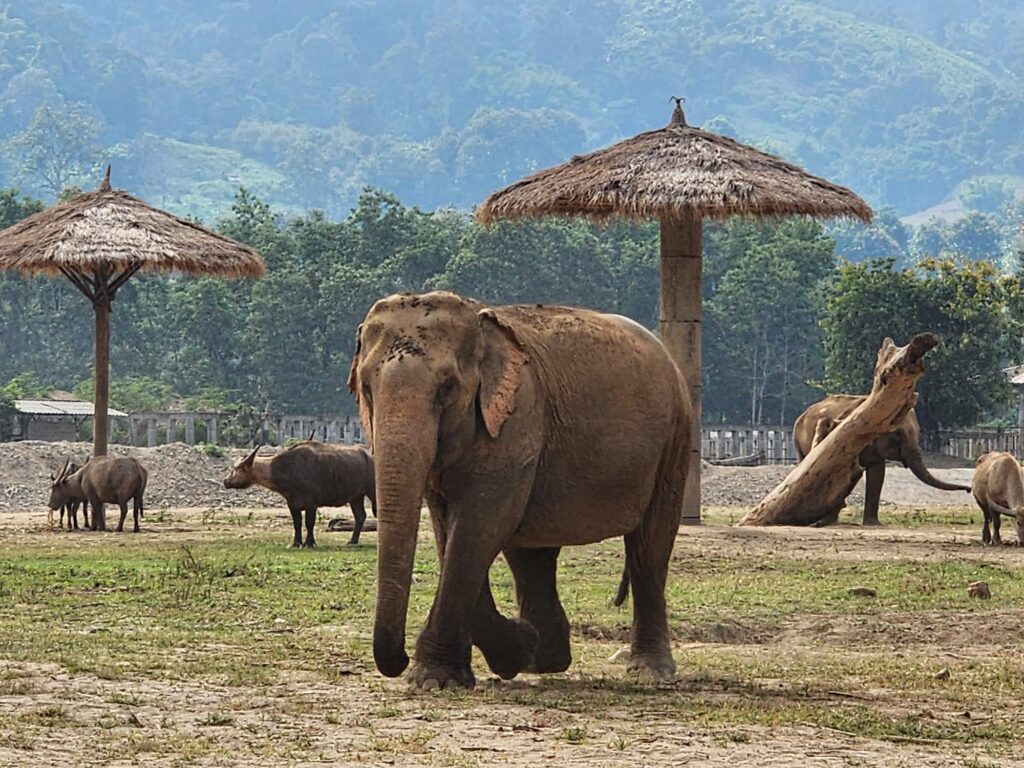 traveling in thailand is very safe for americans