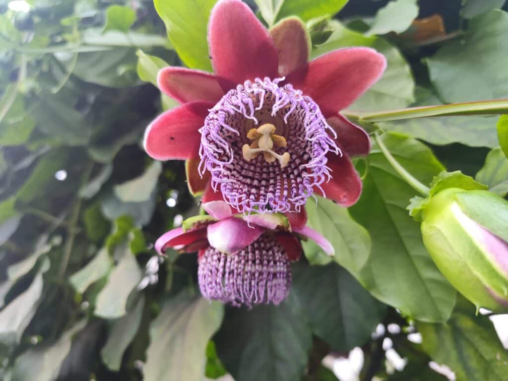 plant-medicine for recovery psychedelics for addiction recovery
